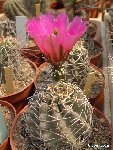 Echinocereus fendleri v. kuenzleri Dscf5644.jpg